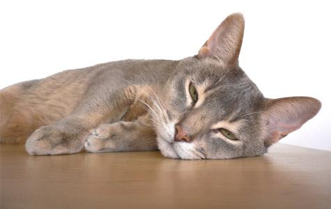 Blue Abyssinian Cat