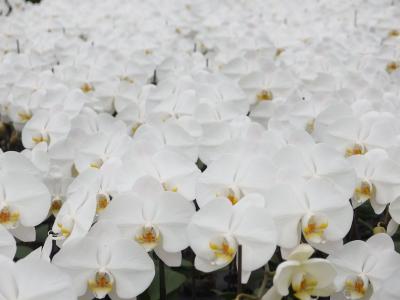 Nitrogen Source Determined Significant for Inflorescence Development in <I>Phalaenopsis</I>