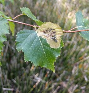 Biodiversity appears to strongly suppress pathogens and pests in many plant and animal systems, but this “dilution effect” can vary strikingly in magnitude