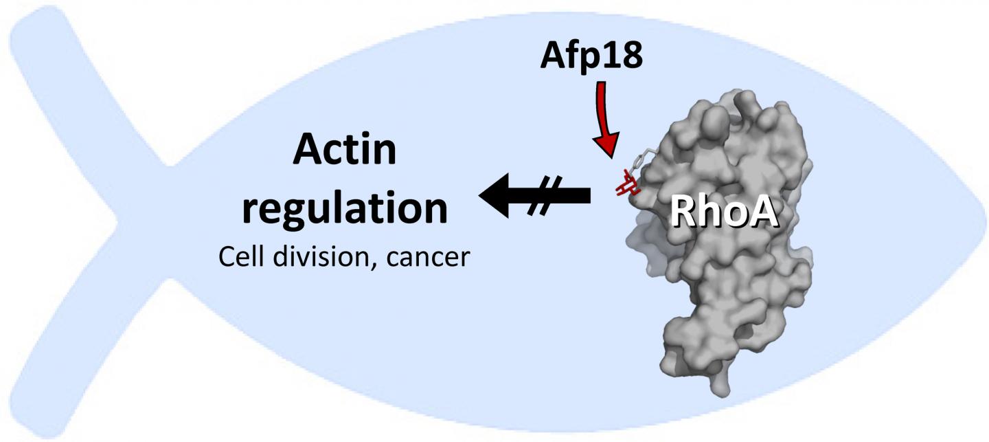 Afp18 from the Pathogen <em>Yersinia ruckeri</em>