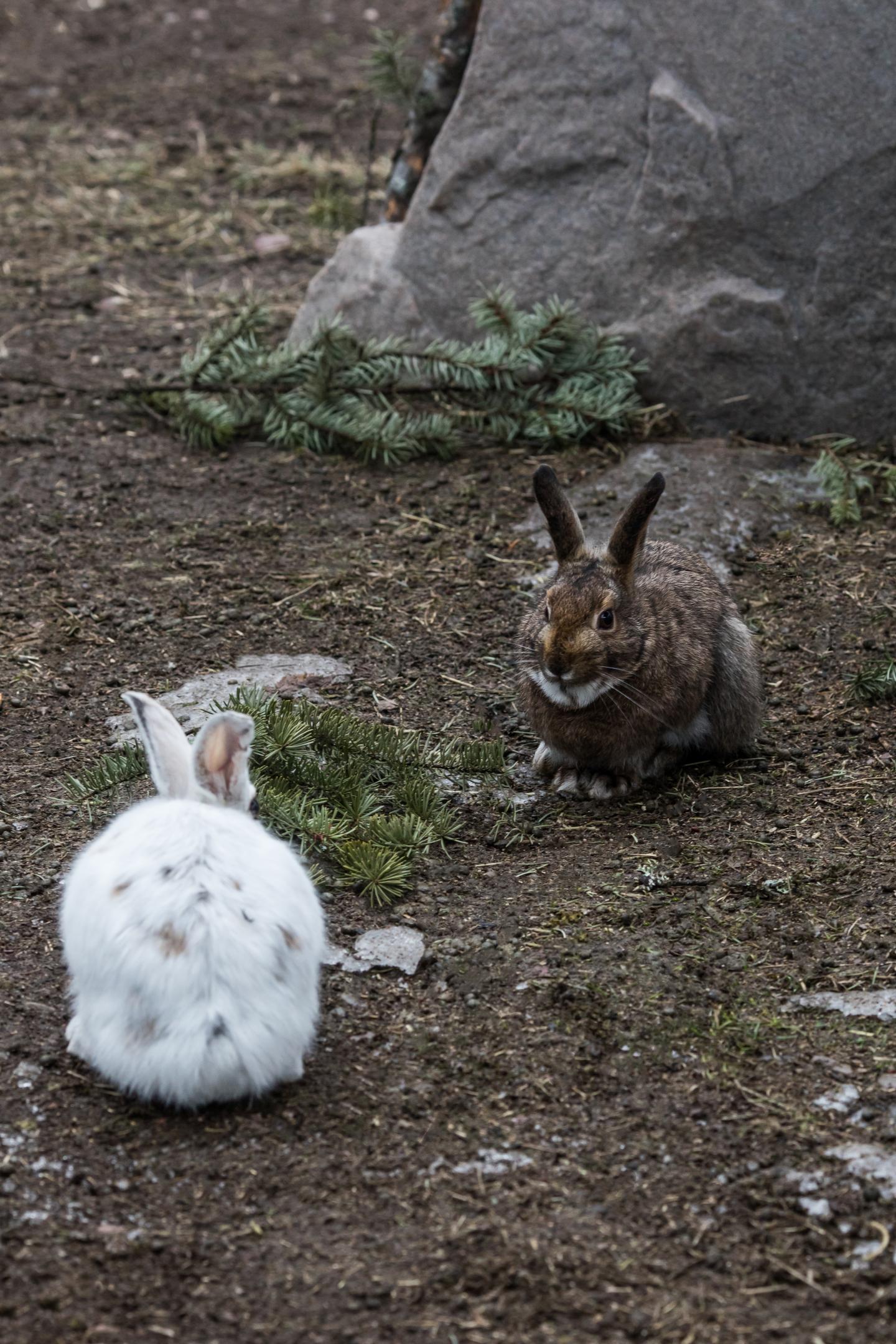 Snowshoe Hares