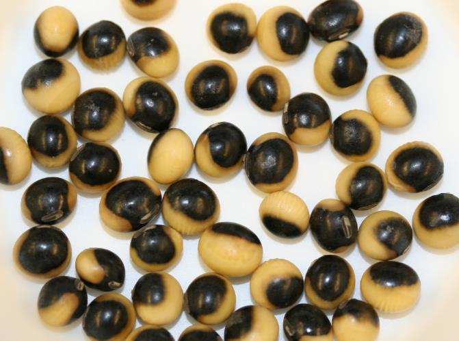 Saddle-Patterned Soybeans