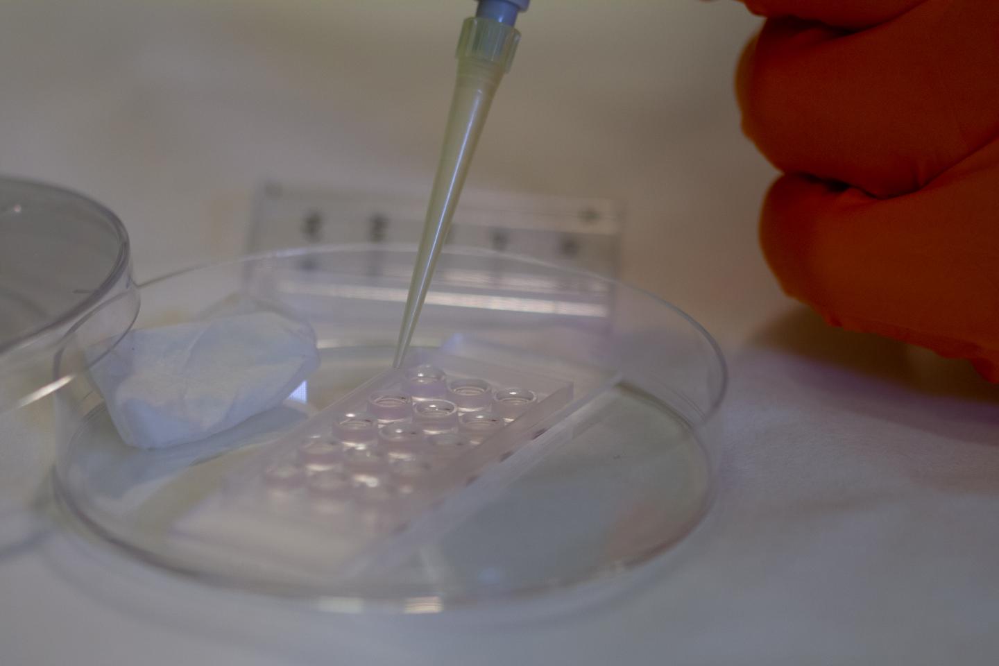 New Hydrogel For Liver Cell Culture On Microchips