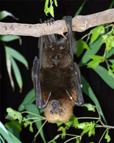 Roosting Rodrigue's Fruit Bat