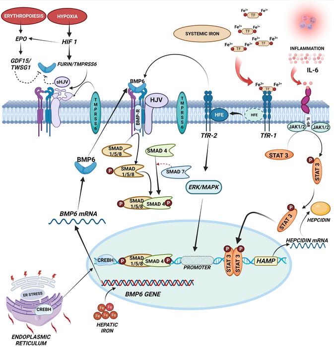 Increased systemic iron levels induce the expression of hepcidin via TfR/Hfe