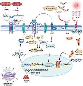 Increased systemic iron levels induce the expression of hepcidin via TfR/Hfe