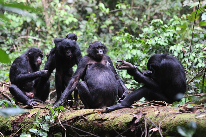 Shared grooming among bonobos