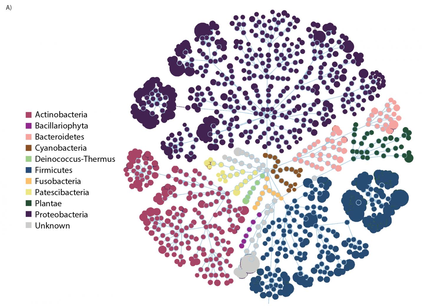 Figure 1: Flower diagram representing the major bacterial groups