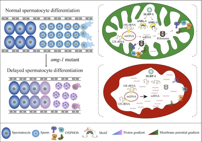 Schematic diagram of AMG-1 binding to mitochondrial rRNA and maintaining sperm mitochondrial homeostasis.