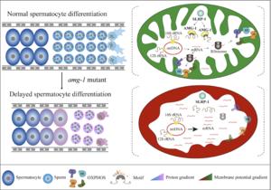 Schematic diagram of AMG-1 binding to mitochondrial rRNA and maintaining sperm mitochondrial homeostasis.
