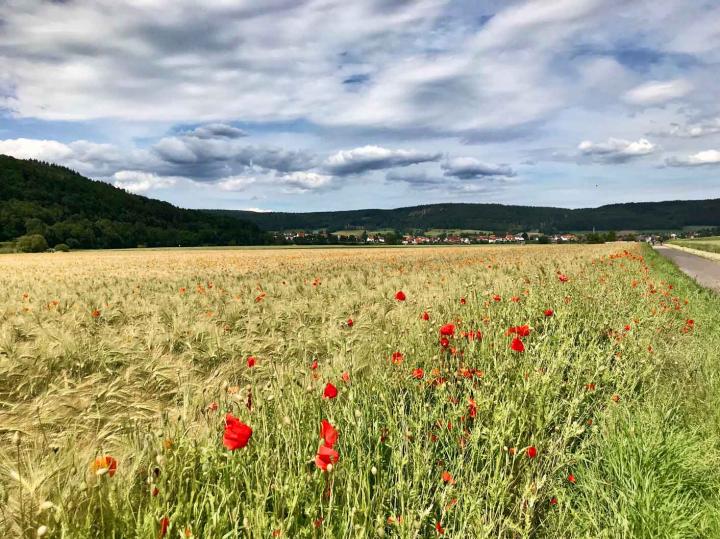 corn poppy