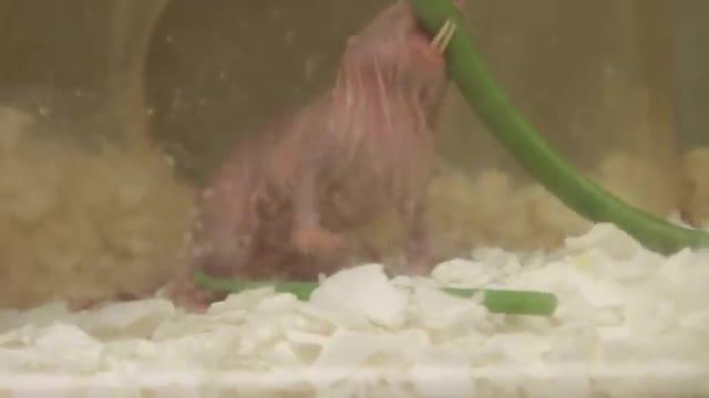 Naked Mole-Rats -- Plants, Under Low-Oxygen Conditions