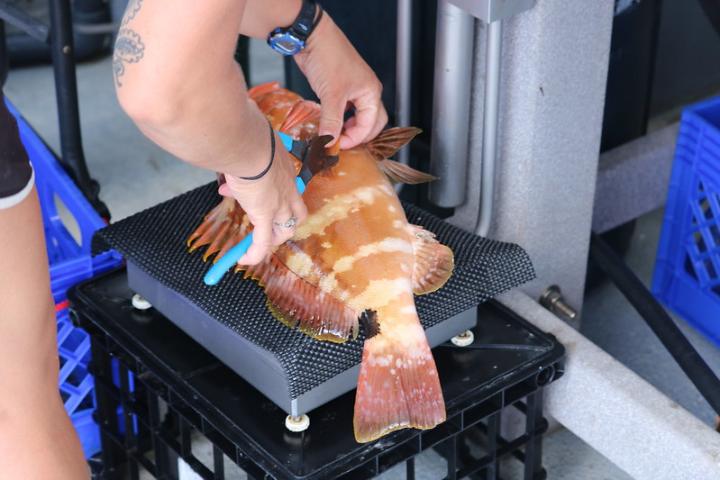 Gulf of Mexico fish tested for oil pollution