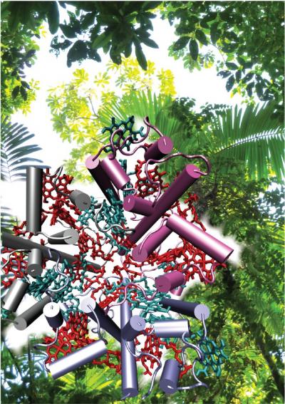 Natural Light-harvesting Machines