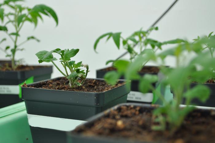 Tomato seedlings