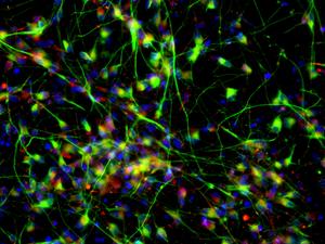 Neuronal cells