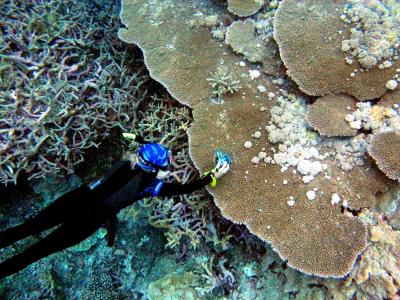 Climate Warming Affecting Coral