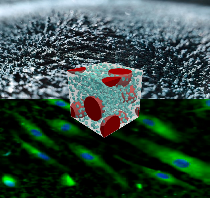 Matériaux intelligents visant à expérimenter avec les cellules