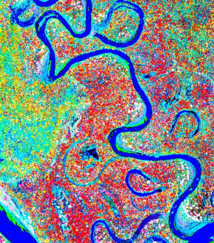 CAO Floodplain Forest Canopies