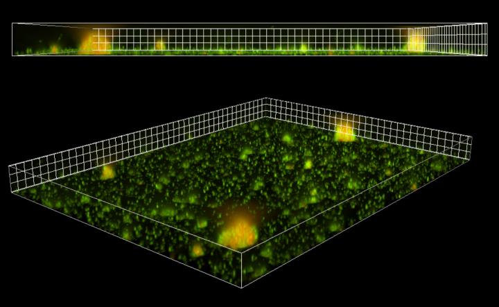 Fluorescent Extracellular Vesicles Associated with Bacterial Biofilms