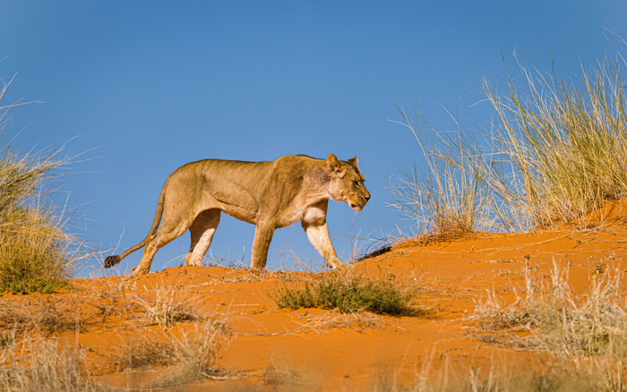 Lioness walking on re sand-dune