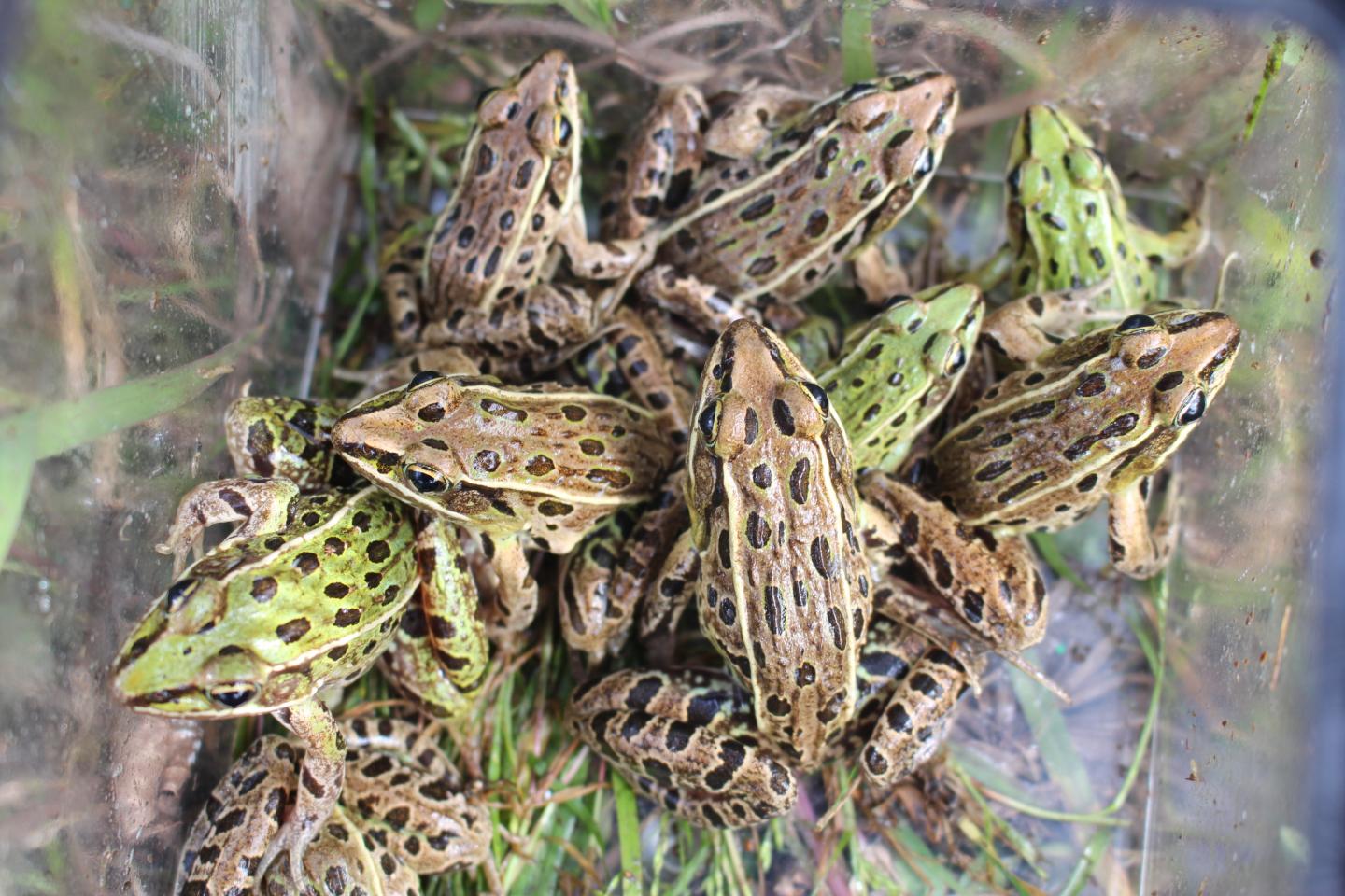 Group of Atlantic Coast Leopard Frogs