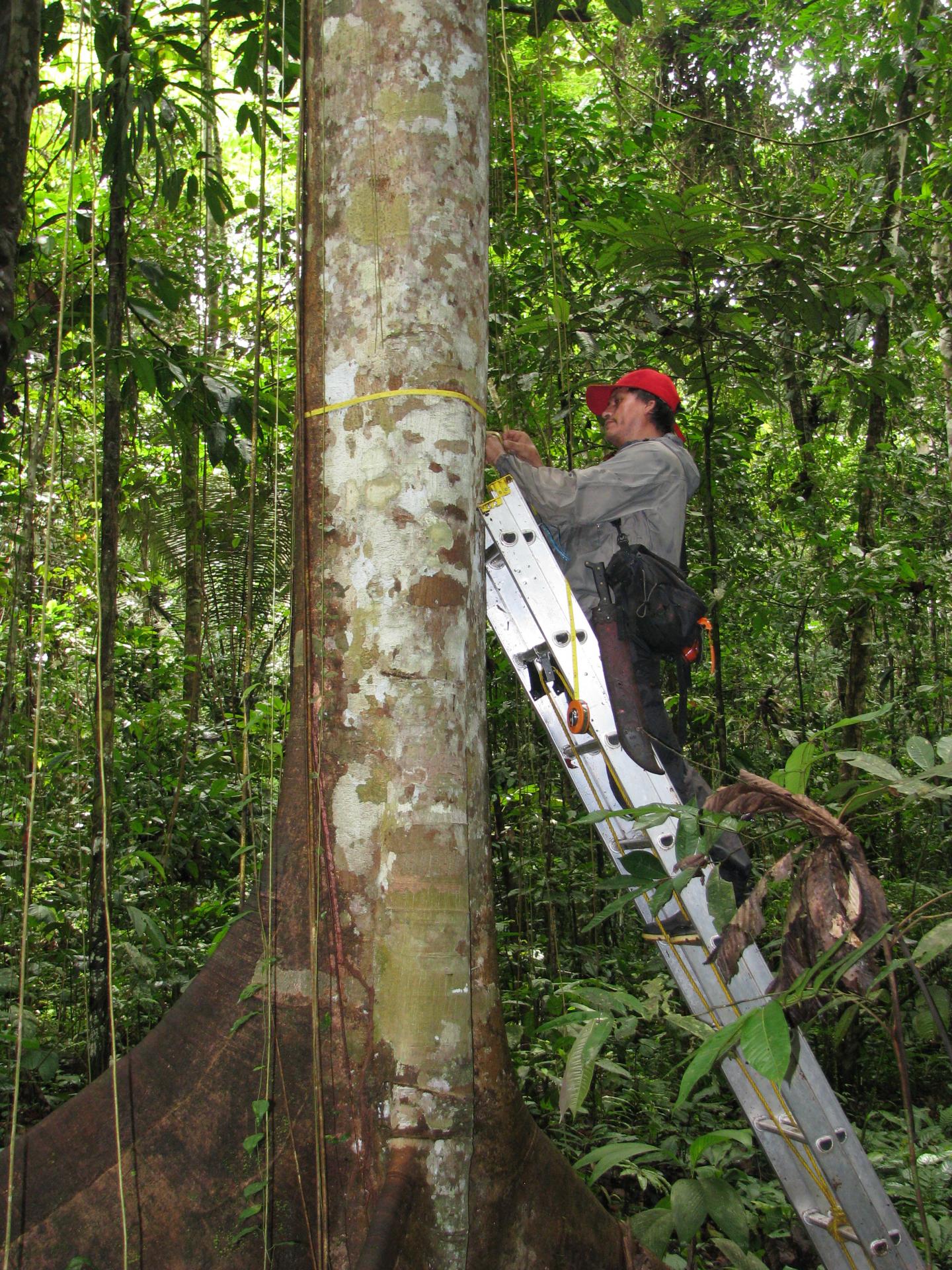 Measuring Amazon Trees