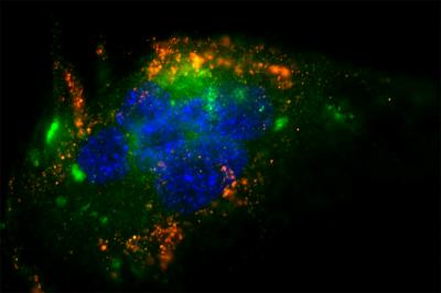 Immunofluorescence Image of Nanoparticles