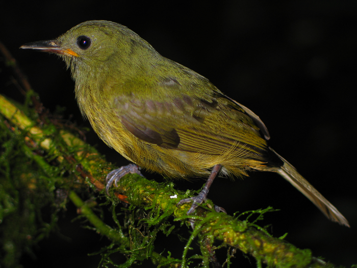 Ochre-bellied flycatcher