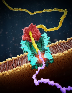 Artist impression of the peptide reader