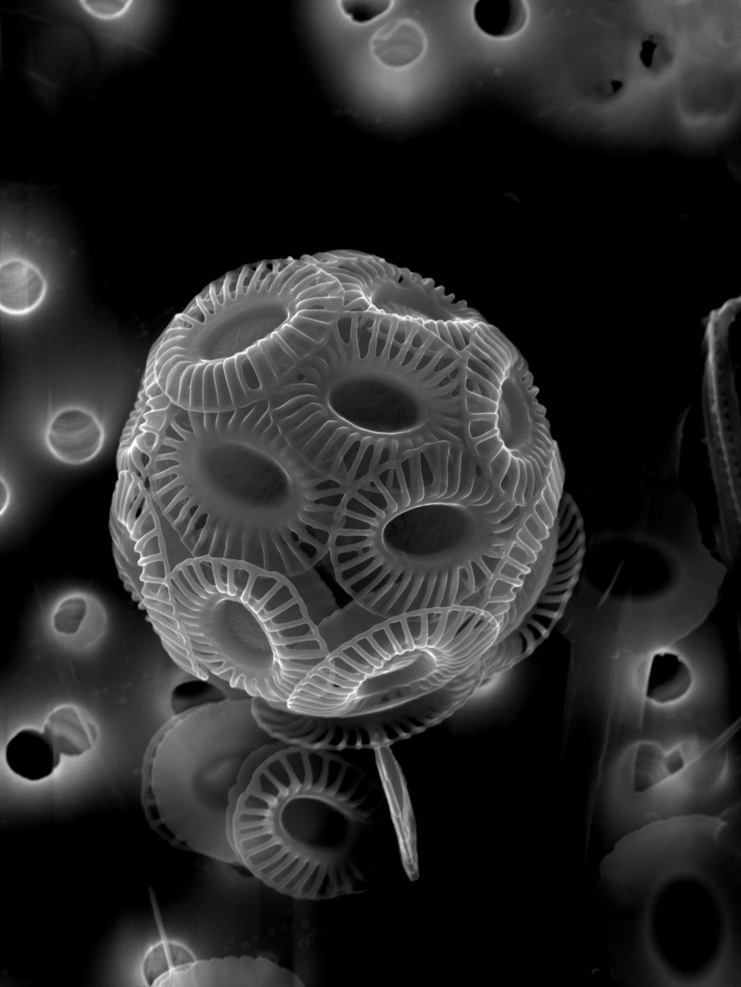 Fossil of Tiny Calcifying Marine Algae