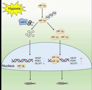 HIF-1α can stabilize its protein through K63-linked polyubiquitination under hypoxia