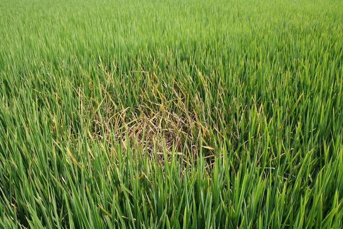 Genome Editing Used to Create Disease Resistant Rice