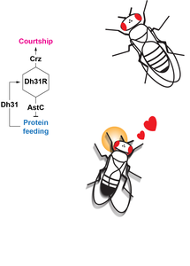 Feeding-to-mating switch