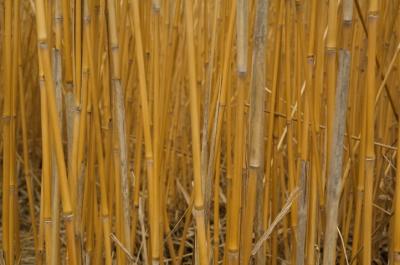 <i>Miscanthus</i>