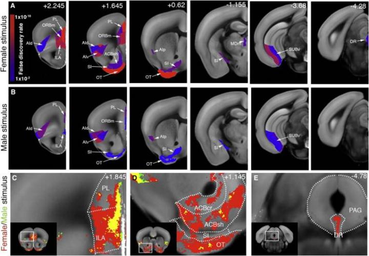 High-Resolution Imaging of the Social Brain