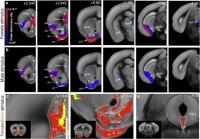 High-Resolution Imaging of the Social Brain