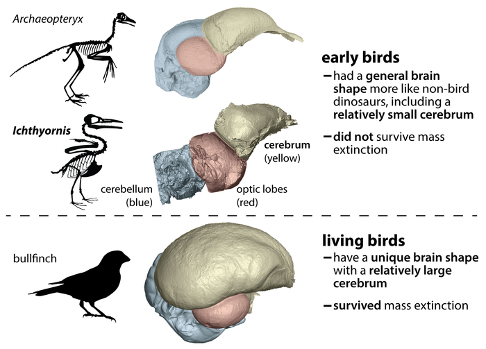 Bird brain comparison graphic