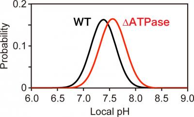 Local PH Near the Export Apparatus