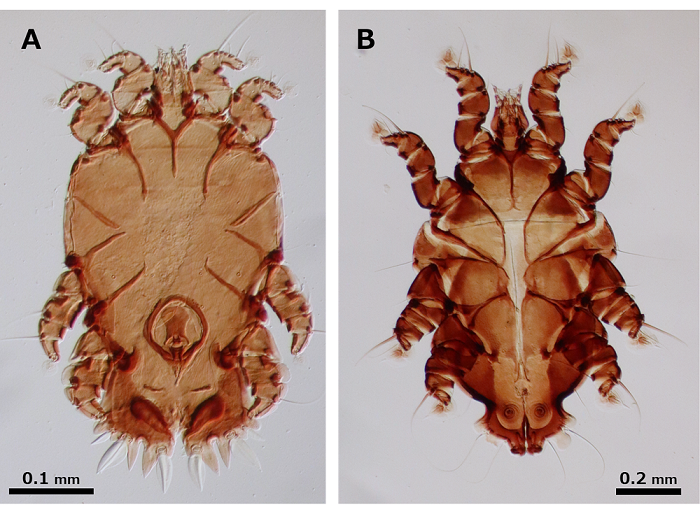 Discovery of feather mite species from the Laysan Albatross, Phoebastria immutabilis.