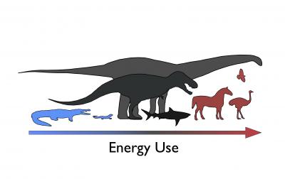 Dinosaurs: Not Too Fast, Not Too Slow (2 of 2)