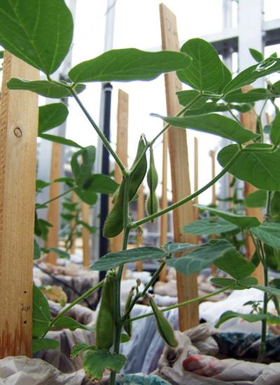 Soybean Plants Growing in a UCSB Greenhouse