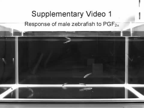 Male Zebrafish Response to PFG-2-alpha