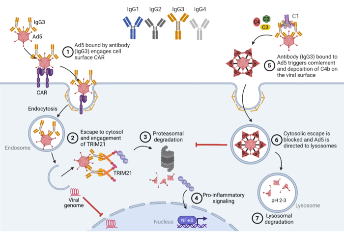 Potent intracellular antiviral activity of human IgG3 hinge on the hinge