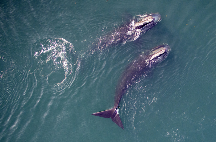 North Atlantic Right Whales