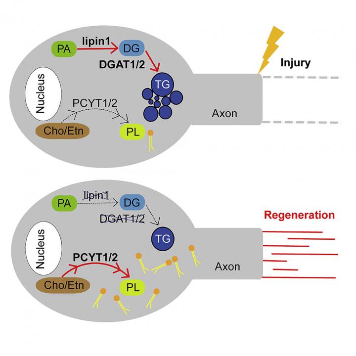 Lipin1 Depletion Promotes Axon Regrowth by Regulating TG Hydrolysis and PL Synthesis