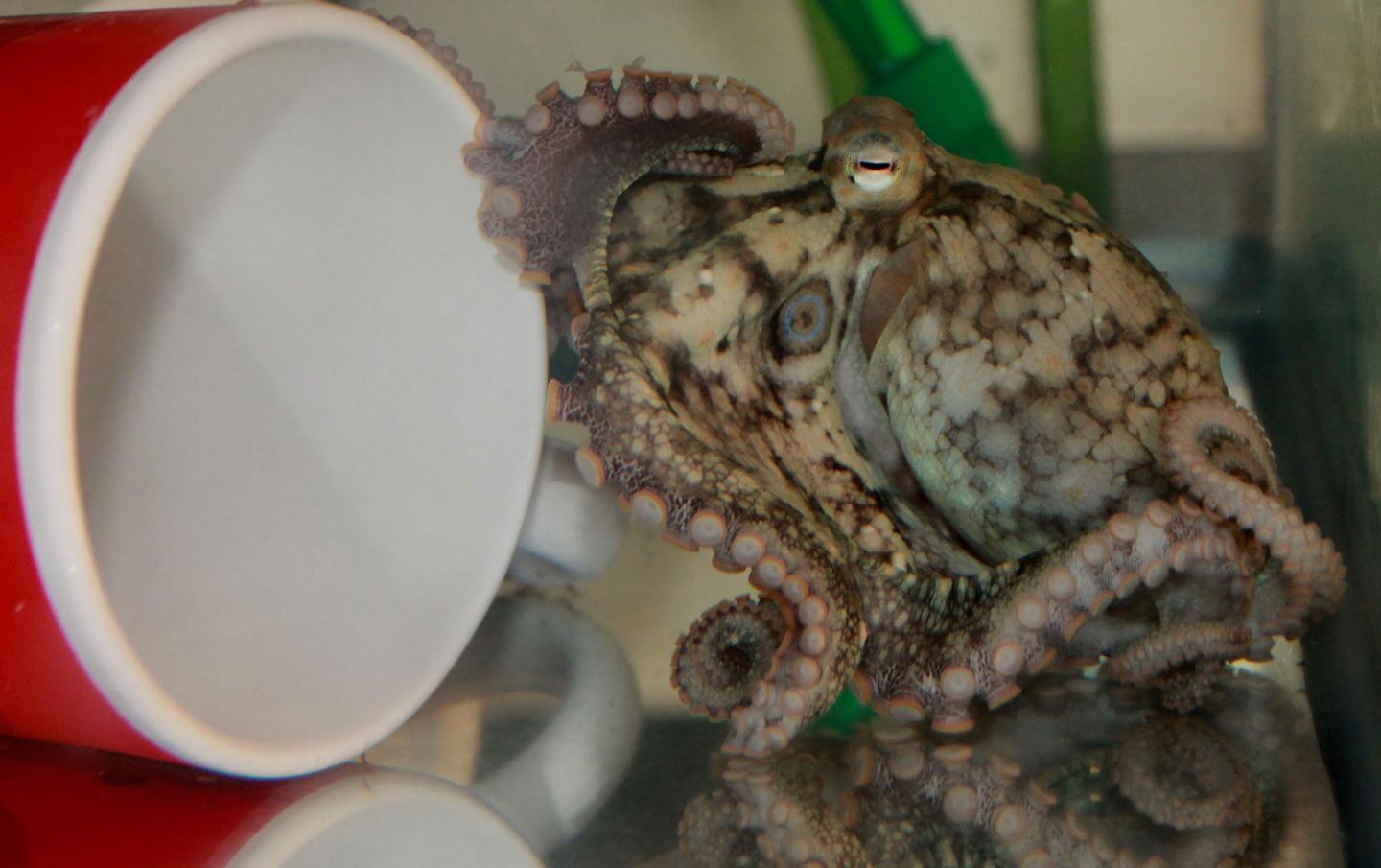 Octopus touching cup