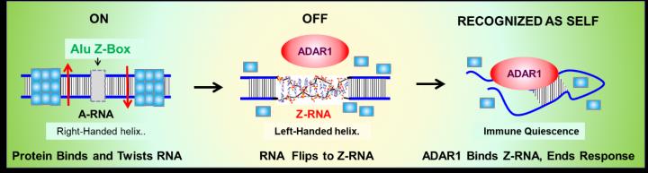 The Z-RNA Nanoswitch