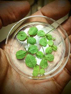 Bluegreen aphids on Petri dishes containing alfalfa leaves in 1% (w/v) agar