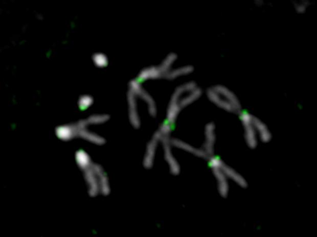 Reading the Dark Heart of Chromosomes